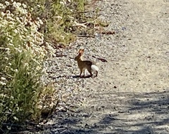 Sylvilagus audubonii