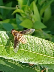 Exoprosopa brevirostris