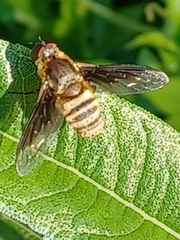 Exoprosopa brevirostris