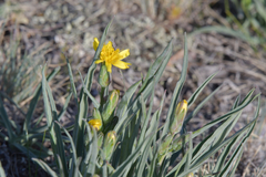 Takhtajaniantha austriaca