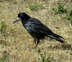 Corvus frugilegus