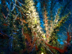 Hydrozoanthus tunicans