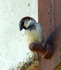 Passer domesticus