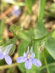 Lobelia appendiculata