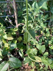 Lobelia appendiculata