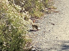 Sylvilagus audubonii