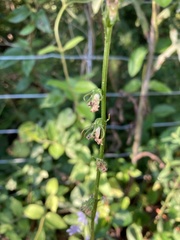 Lobelia appendiculata