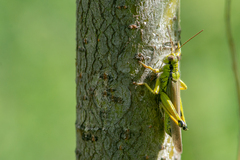 Ognevia longipennis