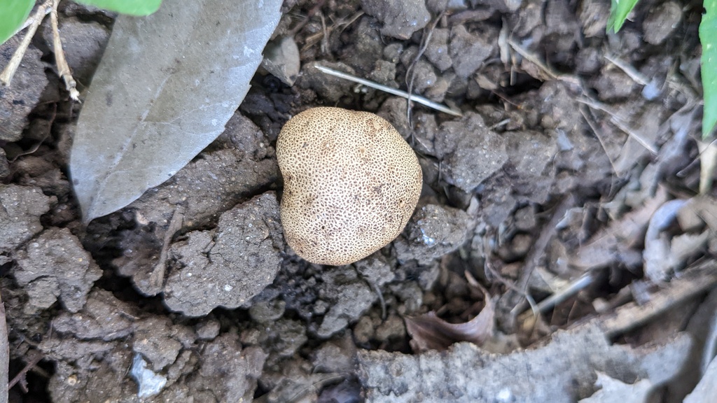 Scleroderma verrucosum · June 2022 · photo: © atsushi_nakajima_cirque (iNaturalist, cc-by)