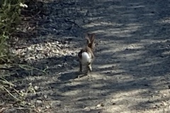 Sylvilagus audubonii