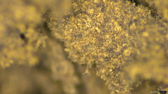 Scleroderma verrucosum