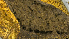 Scleroderma verrucosum