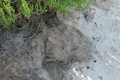 Hystrix africaeaustralis