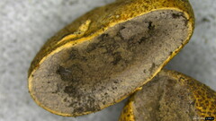 Scleroderma verrucosum