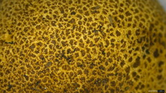 Scleroderma verrucosum