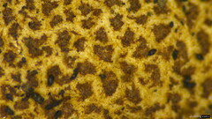 Scleroderma verrucosum