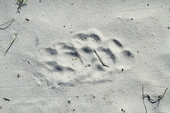 Hystrix africaeaustralis