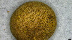 Scleroderma verrucosum