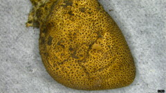 Scleroderma verrucosum