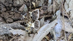 Scleroderma verrucosum