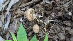 Scleroderma verrucosum