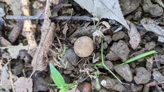 Scleroderma verrucosum