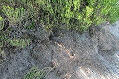 Hystrix africaeaustralis