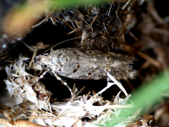 Pseudotelphusa paripunctella