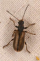 Syneta carinata