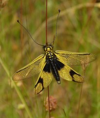 Libelloides longicornis