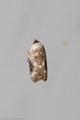 Acleris nivisellana
