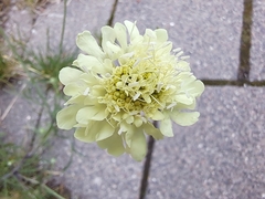 Scabiosa