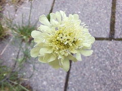 Scabiosa