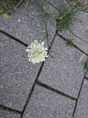 Scabiosa
