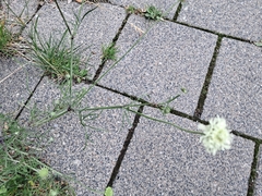 Scabiosa