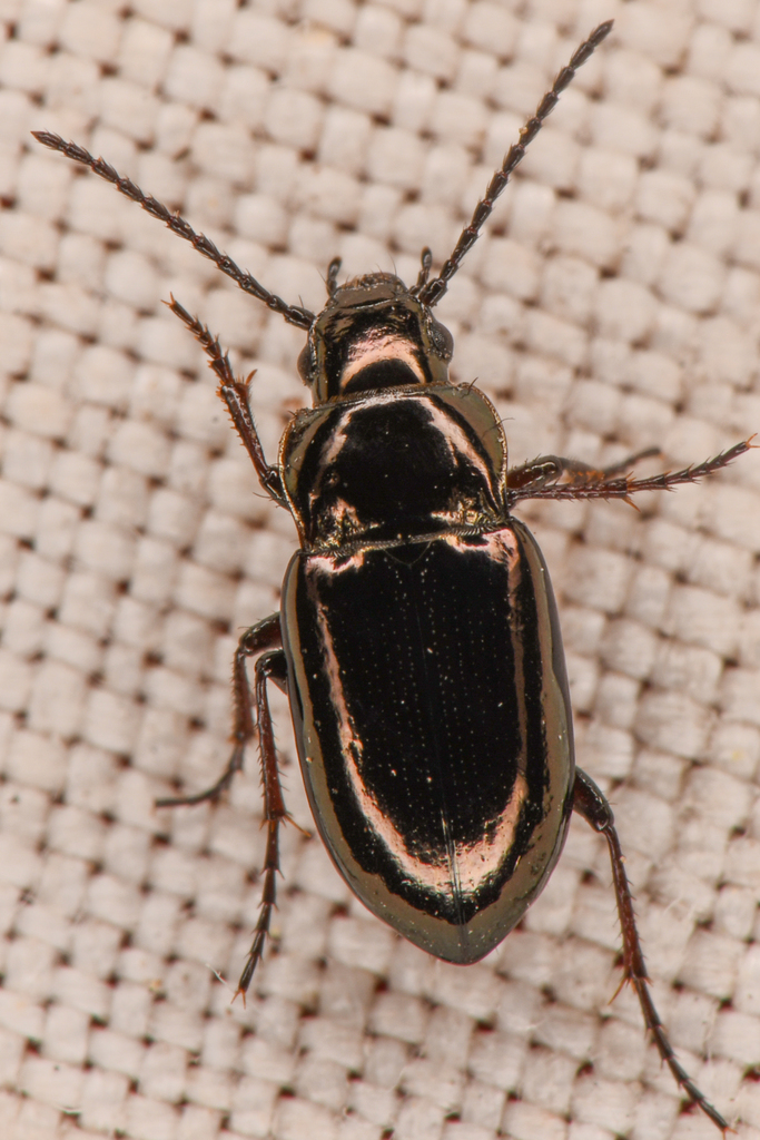 Trachypachus inermis