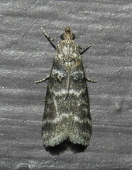Ortholepis pasadamia