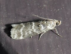 Ortholepis pasadamia