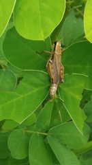 Paroxya