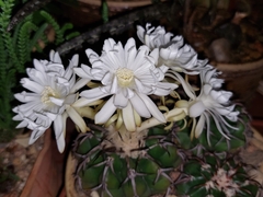 Discocactus placentiformis