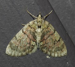 Hydriomena perfracta