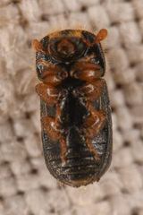 Trypodendron