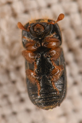 Trypodendron