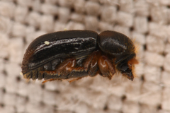 Trypodendron