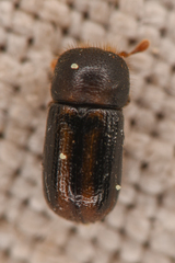 Trypodendron