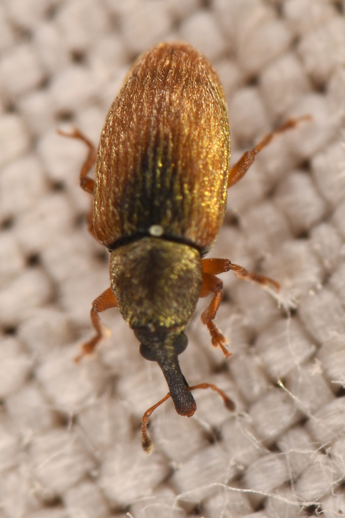 Phyllotrox nubifer