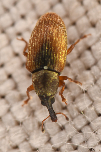 Phyllotrox nubifer