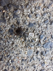 Otiorhynchus sulcatus