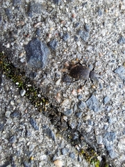 Otiorhynchus sulcatus
