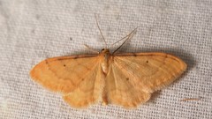 Idaea lutulentaria